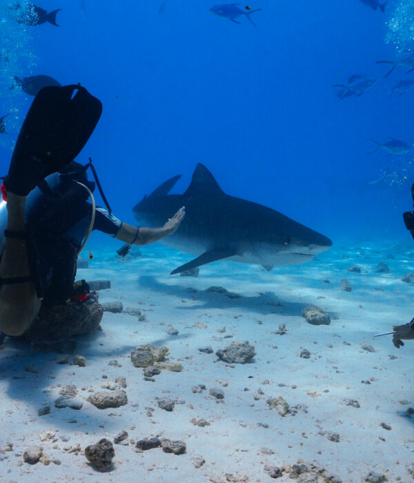 Fuvahmulah Diving