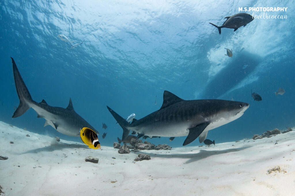 Maldives Tiger Shark