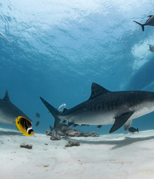 Maldives Tiger Shark