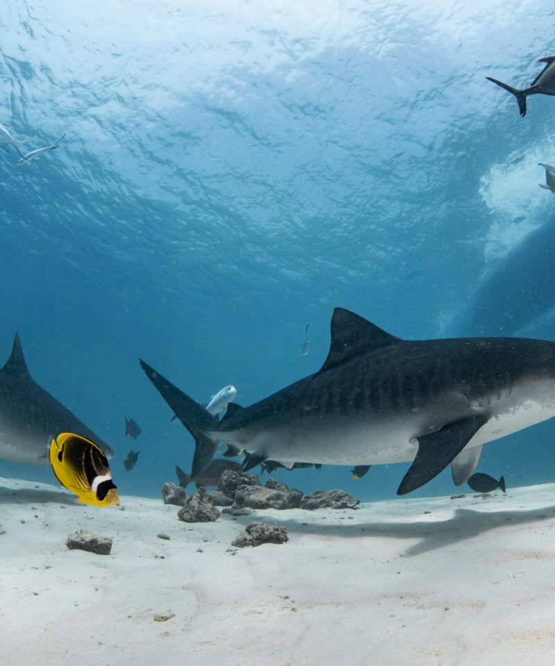 Maldives Tiger Shark