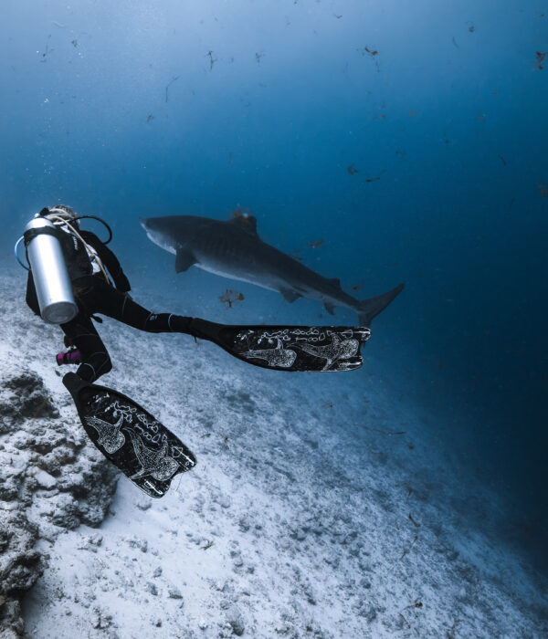 Maldives Tiger Shark Diving