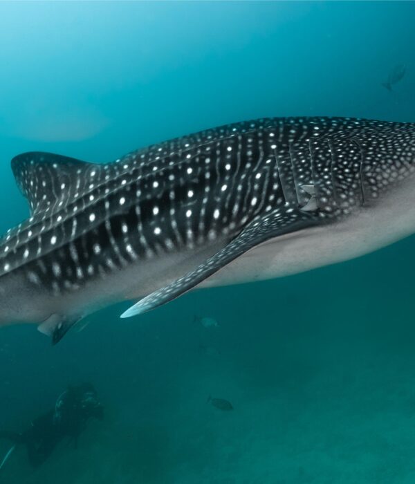 Dhangethi