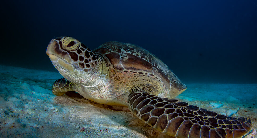 Ukulhas diving