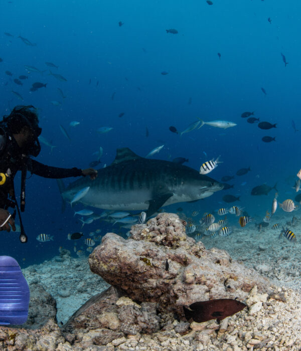 Fuvahmulah Dive Package